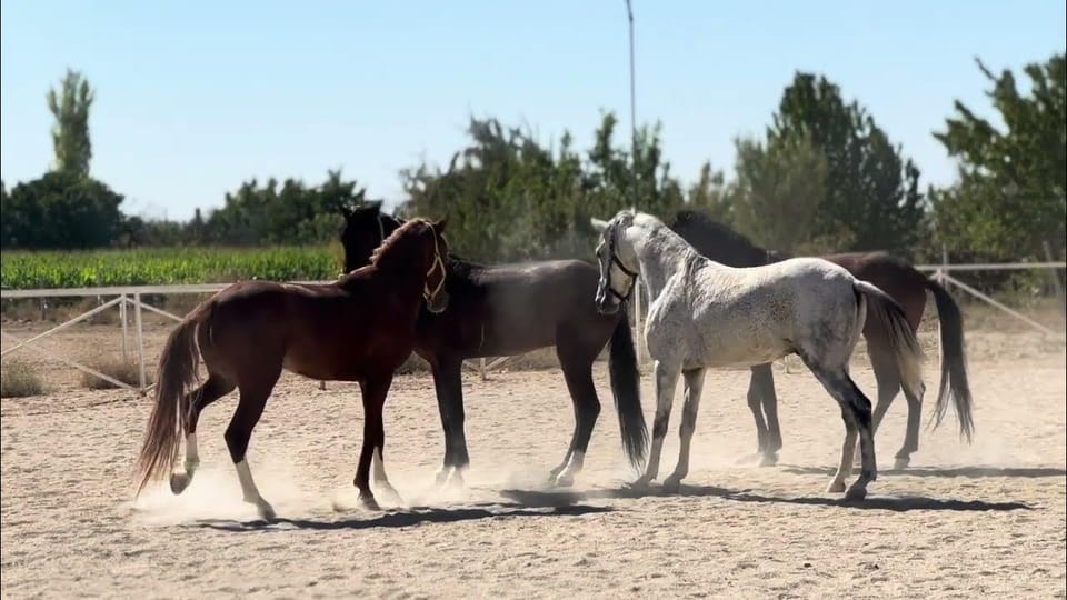 10 Most Strange and Beautiful Horse Breeds